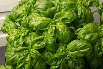Large basil plant in a pot..