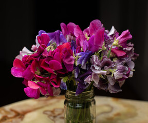 Purple sweet pea flowers blooming..