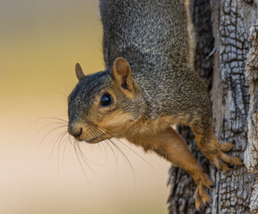 squirrel on a tree