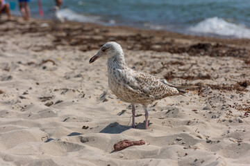 Young seagull walking on a sand beach..