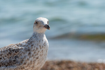 Young seagull walking on a sand beach..