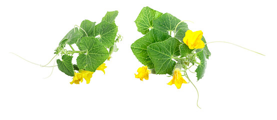Fresh young cucumber leaves, fresh young cucumbers (gherkins) cucumber flowers, isolated on a white background