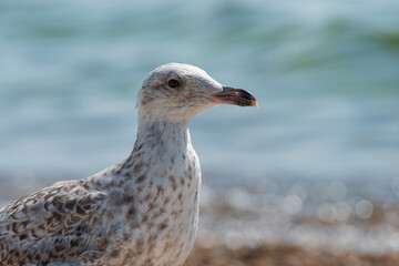 Young seagull walking on a sand beach..