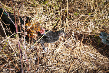 Chickens living wild on a piece of waste land in Los Realejos