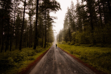 Fototapeta na wymiar Un hombre pasea por un bosque de pinos verdes en Goikomendi, País Vasco. A man walking along a green pine forest in Goikomendi, Basque Country