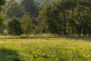 Road cutting through green meadows..
