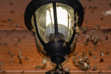 Flies and butterflies moths near the street lamp.