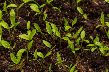 Small leaves of garden parsley, Petroselinum crispum..