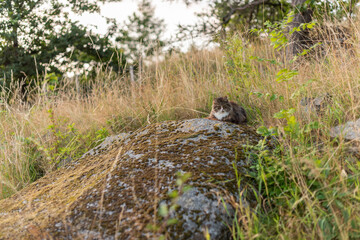 Naklejka na ściany i meble White, brown and black long haired cat resting on a warm stone..