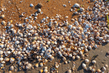 Small white shells on the sand of a beach..