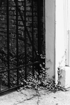 Ivy overwhelming residential structure