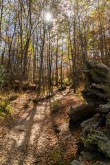 Beautiful forests of patagonia. walking along the trails you will find these forests.