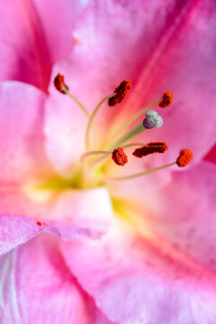 Macro shot of Anther and Stigma of Fragrant Pink Lily
