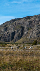 Fototapeta na wymiar Wild geese in patagonia 