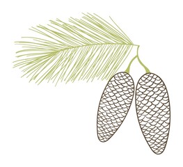 Isolated Fir Tree Branch with Cones. Vector Spruce Branch with Cones