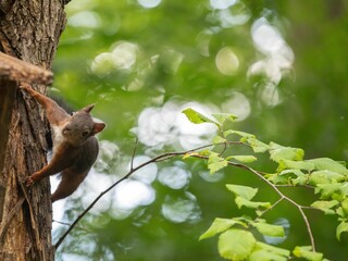 one squirrel stealing food from a bird feeder on a park tree