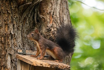 one squirrel stealing food from a bird feeder on a park tree