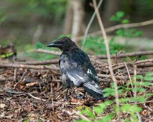 one crow scavenging wooden forest ground for food