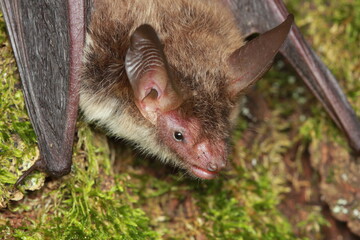 Bechstein's bat (Myotis bechsteinii) portrait in natural habitat - obrazy, fototapety, plakaty