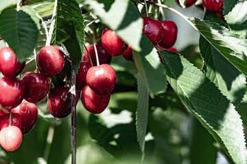 Cherries on the branch. Red fruits ripen on the tree in the sunshine. Spring and fresh fruit on the tree among green leaves.