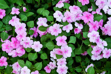 Close-up of pink flowers and green leaves