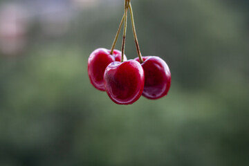 Three fresh ripe cherries on a blurred background. Close-up.