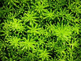 Close-up of green plants against sunlight