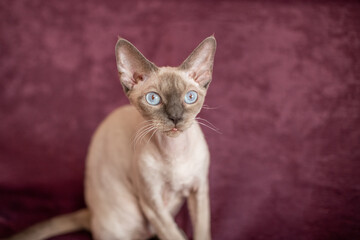 Siamese smooth-haired cat sits on cherry-colored sofa