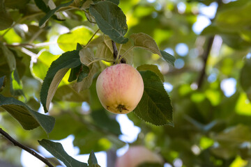 Ripe apples on the tree.