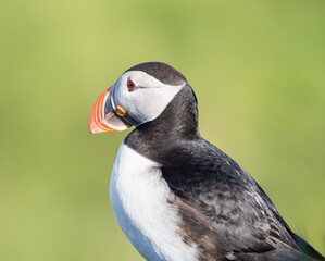 atlantic puffin or common puffin