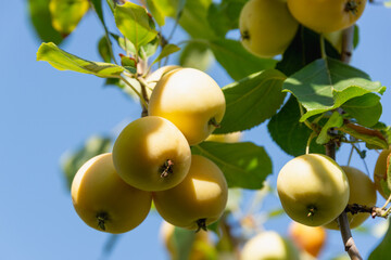 Harvest apples on the tree. Ripening apples.