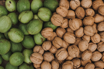 Harvest walnuts. Walnut fruits of different varieties. Fresh green and ripe walnuts in the shell.