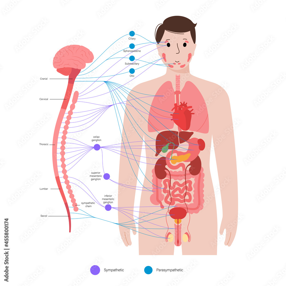 Wall mural Autonomic nervous system