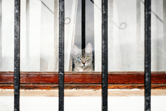 A Cat Behind A Window.