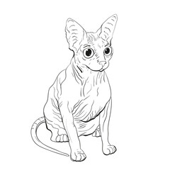 Sphynx cat drawn for prints on posters, t-shirts