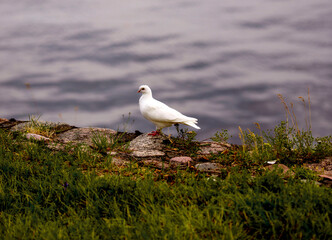 a white pigeon walks along a stone pier near water and grass on a summer day