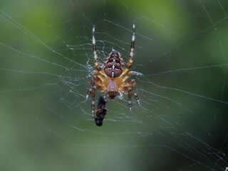 Makro Aufnahme einer Kreuzspinne mit ihrer Beute im Spinnennetz