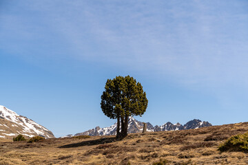 Landscape of High Mountain with one tree in the middle