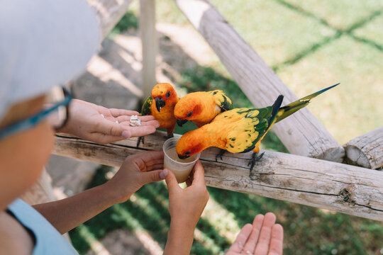 Parrots eat with their hands.