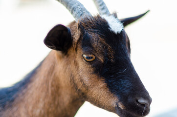 Portrait of a goat on a farm