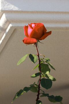 Red rose