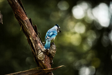 Blue jay