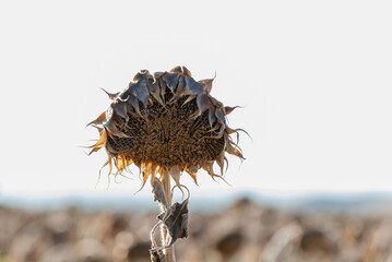 Faded and dry sunflower with seeds.