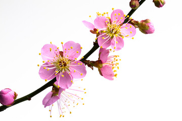 白背景のピンクの梅の花の写真