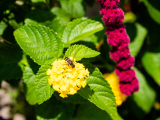 Pink and yellow flowers with green leafy background.