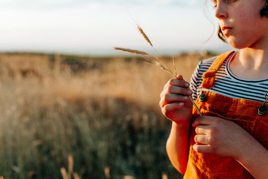 Yellow grain observation.
