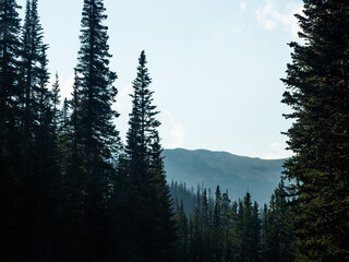 Pine trees leading to the mountains.