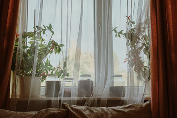 Przetwory i kwiaty stojące na parapecie przy oknie za firanką w domu.