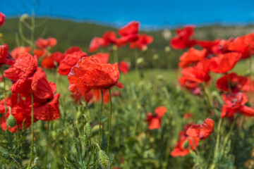 Red poppy flowers in the oil seed rape fields
