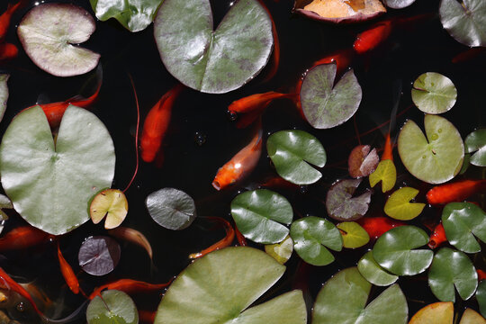 Beautiful Hydrocharis morsus-ranae or frogbit plants floating over water in a pond